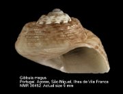 Gibbula magus (3)
